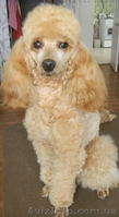 Уникальные щенки абрикосового пуделя - <ro>Изображение</ro><ru>Изображение</ru> #1, <ru>Объявление</ru> #829642