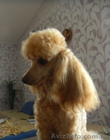 Уникальные щенки абрикосового пуделя - <ro>Изображение</ro><ru>Изображение</ru> #2, <ru>Объявление</ru> #829642