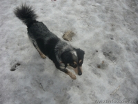 ищу хозяев                         - <ro>Изображение</ro><ru>Изображение</ru> #1, <ru>Объявление</ru> #833384