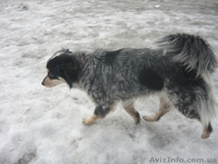 ищу хозяев                         - <ro>Изображение</ro><ru>Изображение</ru> #4, <ru>Объявление</ru> #833384