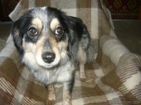 ищу хозяев                         - <ro>Изображение</ro><ru>Изображение</ru> #2, <ru>Объявление</ru> #833384