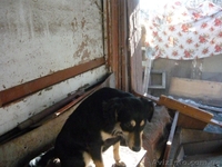 подарю взрослых дворняг-охранников - <ro>Изображение</ro><ru>Изображение</ru> #2, <ru>Объявление</ru> #830550