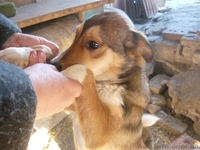 подарю взрослых дворняг-охранников - <ro>Изображение</ro><ru>Изображение</ru> #3, <ru>Объявление</ru> #830550