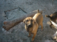 подарю взрослых дворняг-охранников - <ro>Изображение</ro><ru>Изображение</ru> #4, <ru>Объявление</ru> #830550