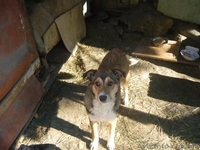 подарю взрослых дворняг-охранников - <ro>Изображение</ro><ru>Изображение</ru> #6, <ru>Объявление</ru> #830550