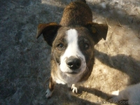 подарю взрослых дворняг-охранников - <ro>Изображение</ro><ru>Изображение</ru> #7, <ru>Объявление</ru> #830550