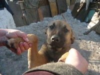 подарю взрослых дворняг-охранников - <ro>Изображение</ro><ru>Изображение</ru> #8, <ru>Объявление</ru> #830550