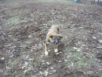 подарю щенков дворняжек - <ro>Изображение</ro><ru>Изображение</ru> #3, <ru>Объявление</ru> #830547