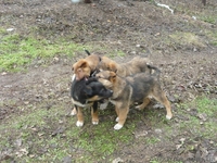 подарю щенков дворняжек - <ro>Изображение</ro><ru>Изображение</ru> #5, <ru>Объявление</ru> #830547