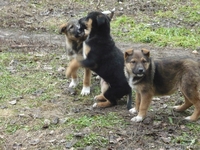 подарю щенков дворняжек - <ro>Изображение</ro><ru>Изображение</ru> #4, <ru>Объявление</ru> #830547