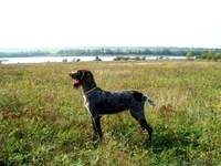 Продаются щенята дратхаар - <ro>Изображение</ro><ru>Изображение</ru> #2, <ru>Объявление</ru> #820386