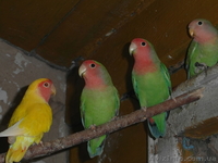 Неразлучники розовощёкие оптом - <ro>Изображение</ro><ru>Изображение</ru> #3, <ru>Объявление</ru> #829918