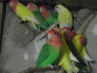 Неразлучники розовощёкие оптом - <ro>Изображение</ro><ru>Изображение</ru> #2, <ru>Объявление</ru> #829918