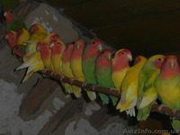 Неразлучники розовощёкие оптом - <ro>Изображение</ro><ru>Изображение</ru> #1, <ru>Объявление</ru> #829918