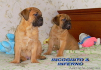 Щенки бульмастифа шоу класса - <ro>Изображение</ro><ru>Изображение</ru> #2, <ru>Объявление</ru> #835318