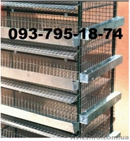 Продам маньчжурских перепелов. - <ro>Изображение</ro><ru>Изображение</ru> #7, <ru>Объявление</ru> #867296