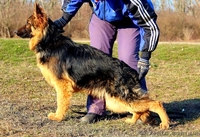 шикарный длинношерстный немец - <ro>Изображение</ro><ru>Изображение</ru> #2, <ru>Объявление</ru> #861407