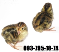 Продам маньчжурских перепелов. - <ro>Изображение</ro><ru>Изображение</ru> #5, <ru>Объявление</ru> #867296