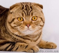 вязка кошек в донецке - <ro>Изображение</ro><ru>Изображение</ru> #1, <ru>Объявление</ru> #872506