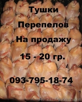 Продам маньчжурских перепелов. - <ro>Изображение</ro><ru>Изображение</ru> #4, <ru>Объявление</ru> #867296