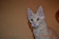 Котята мейн кун из питомника.Супер  большие котята мальчики - <ro>Изображение</ro><ru>Изображение</ru> #1, <ru>Объявление</ru> #861524