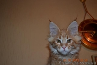 Котята мейн кун из питомника.Супер  большие котята мальчики - <ro>Изображение</ro><ru>Изображение</ru> #2, <ru>Объявление</ru> #861524