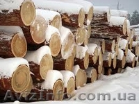 Сибирская Лиственница Донецк - <ro>Изображение</ro><ru>Изображение</ru> #7, <ru>Объявление</ru> #857909