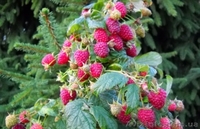 малина поляна и паранна росса - <ro>Изображение</ro><ru>Изображение</ru> #2, <ru>Объявление</ru> #864924