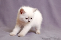 Шотландские-вислоухие котята 050 747 36 88 - <ro>Изображение</ro><ru>Изображение</ru> #2, <ru>Объявление</ru> #855531