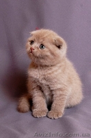 Шотландские-вислоухие котята 050 747 36 88 - <ro>Изображение</ro><ru>Изображение</ru> #1, <ru>Объявление</ru> #855531