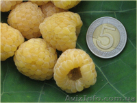 малина поляна и паранна росса - <ro>Изображение</ro><ru>Изображение</ru> #3, <ru>Объявление</ru> #864924