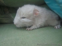 Продам ручных шиншиллят - <ro>Изображение</ro><ru>Изображение</ru> #3, <ru>Объявление</ru> #888442