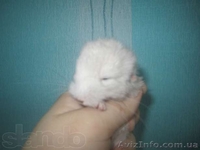 Продам ручных шиншиллят - <ro>Изображение</ro><ru>Изображение</ru> #4, <ru>Объявление</ru> #888442