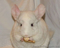 Продам ручных шиншиллят - <ro>Изображение</ro><ru>Изображение</ru> #5, <ru>Объявление</ru> #888442