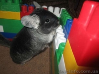 Продам ручных шиншиллят - <ro>Изображение</ro><ru>Изображение</ru> #6, <ru>Объявление</ru> #888442