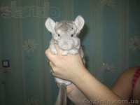 Продам ручных шиншиллят - <ro>Изображение</ro><ru>Изображение</ru> #8, <ru>Объявление</ru> #888442