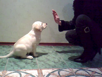 Щенки лабрадора ретривера от Чемпиона - <ro>Изображение</ro><ru>Изображение</ru> #2, <ru>Объявление</ru> #877486