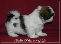 щенки ши тцу!!!! - <ro>Изображение</ro><ru>Изображение</ru> #2, <ru>Объявление</ru> #881924