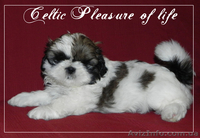 щенки ши тцу!!!! - <ro>Изображение</ro><ru>Изображение</ru> #1, <ru>Объявление</ru> #881924