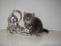 шотландские котята от элитных производителей - <ro>Изображение</ro><ru>Изображение</ru> #2, <ru>Объявление</ru> #901183