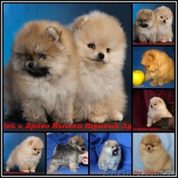 Померанский шпиц КСУ-FCI - <ro>Изображение</ro><ru>Изображение</ru> #1, <ru>Объявление</ru> #829116