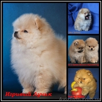 Померанский шпиц КСУ-FCI - <ro>Изображение</ro><ru>Изображение</ru> #6, <ru>Объявление</ru> #829116