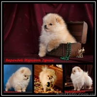 Померанский шпиц КСУ-FCI - <ro>Изображение</ro><ru>Изображение</ru> #7, <ru>Объявление</ru> #829116