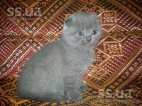 Продам шотландских вислоухих котят-очаровашек - <ro>Изображение</ro><ru>Изображение</ru> #2, <ru>Объявление</ru> #897192