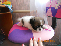 продаю пикенесов - <ro>Изображение</ro><ru>Изображение</ru> #2, <ru>Объявление</ru> #896615