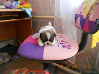 продаю пикенесов - <ro>Изображение</ro><ru>Изображение</ru> #3, <ru>Объявление</ru> #896615