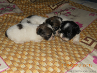 продаю пикенесов - <ro>Изображение</ro><ru>Изображение</ru> #1, <ru>Объявление</ru> #896615