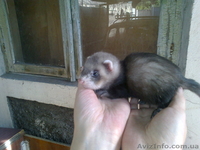 Продам ручных хорьков. - <ro>Изображение</ro><ru>Изображение</ru> #2, <ru>Объявление</ru> #904964
