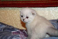 Продается кошечка породы скоттиш-фолд. - <ro>Изображение</ro><ru>Изображение</ru> #3, <ru>Объявление</ru> #893550