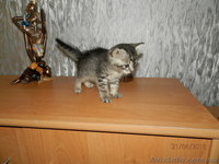 Маленькая кошечка в ДОБРЫЕ руки! - <ro>Изображение</ro><ru>Изображение</ru> #2, <ru>Объявление</ru> #895181
